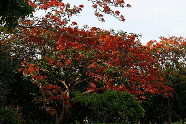 Suan Luang-JUN14-122